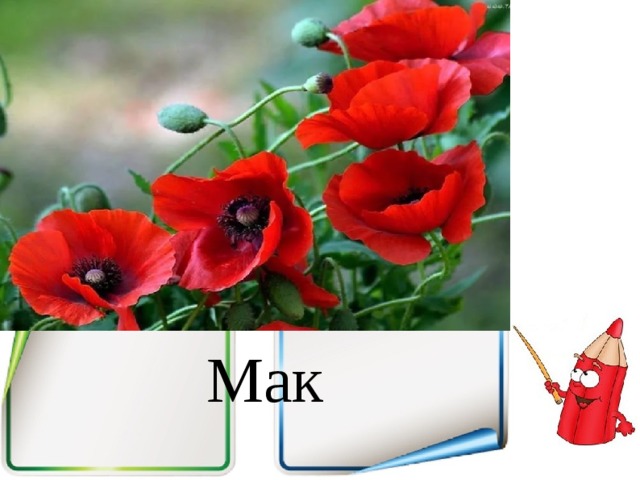 Мак 