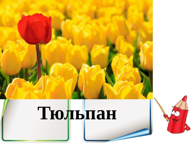 Тюльпан 
