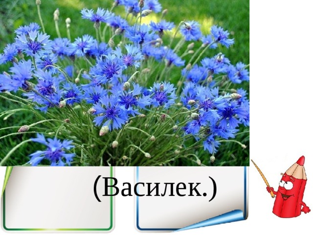 ( Василек.) 