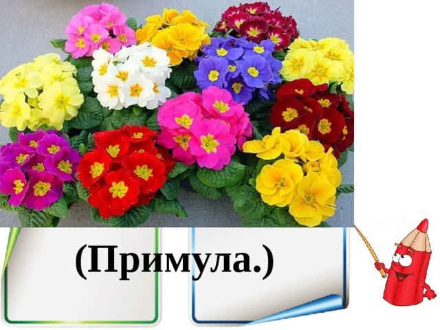 (Примула.) 