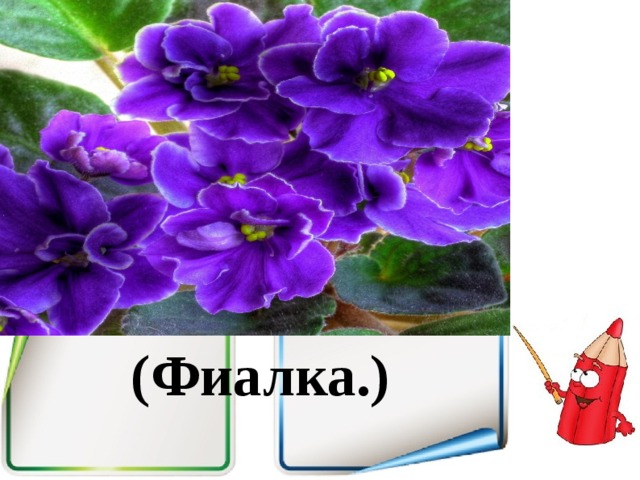 (Фиалка.)  
