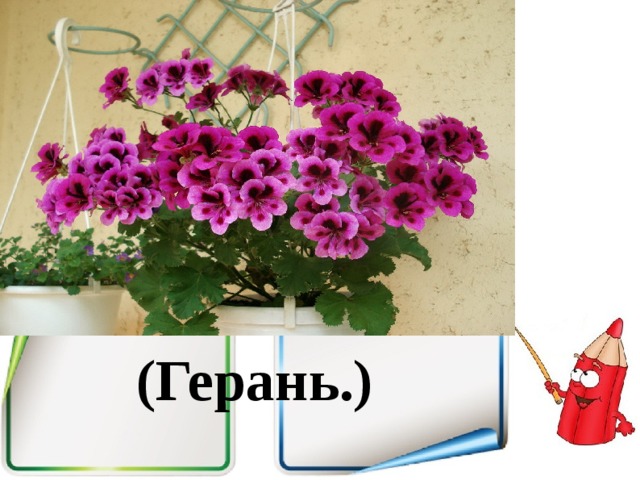 (Герань.) 