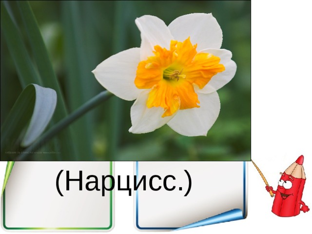 (Нарцисс.) 