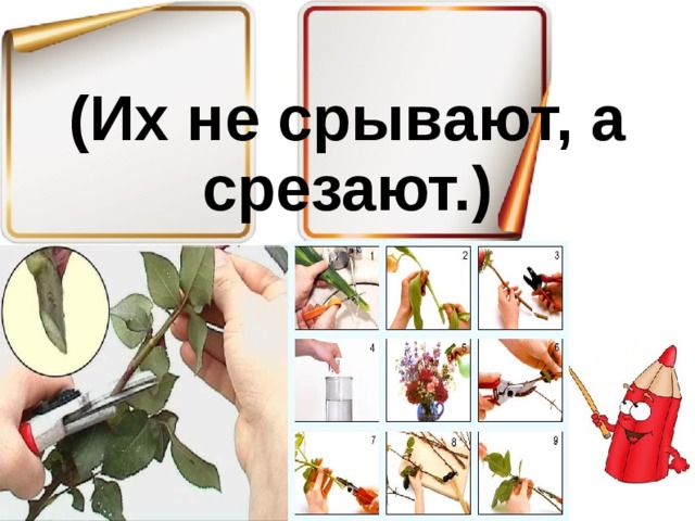 (Их не срывают, а срезают.)   