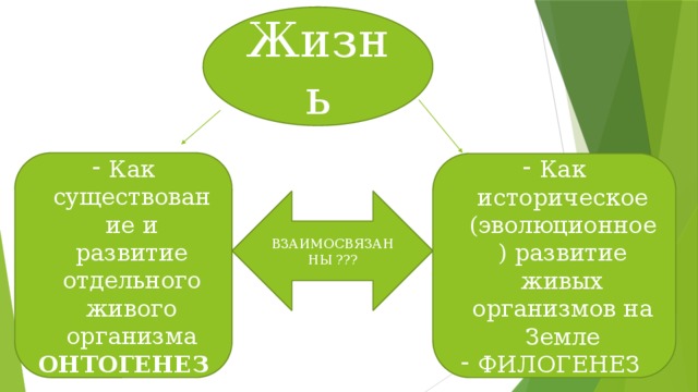 Жизнь Как существование и развитие отдельного живого организма ОНТОГЕНЕЗ Как историческое (эволюционное) развитие живых организмов на Земле ФИЛОГЕНЕЗ ВЗАИМОСВЯЗАННЫ ??? 