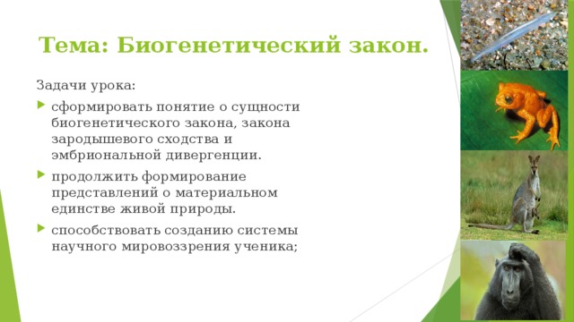 Тема: Биогенетический закон. Задачи урока: сформировать понятие о сущности биогенетического закона, закона зародышевого сходства и эмбриональной дивергенции. продолжить формирование представлений о материальном единстве живой природы. способствовать созданию системы научного мировоззрения ученика; 
