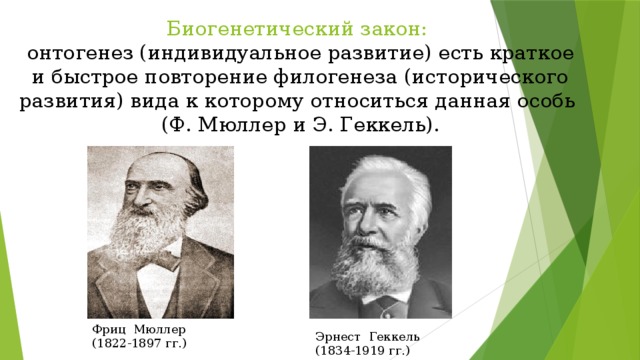 Биогенетический закон:  онтогенез (индивидуальное развитие) есть краткое и быстрое повторение филогенеза (исторического развития) вида к которому относиться данная особь  (Ф. Мюллер и Э. Геккель). Фриц Мюллер (1822-1897 гг.) Эрнест Геккель (1834-1919 гг.) 