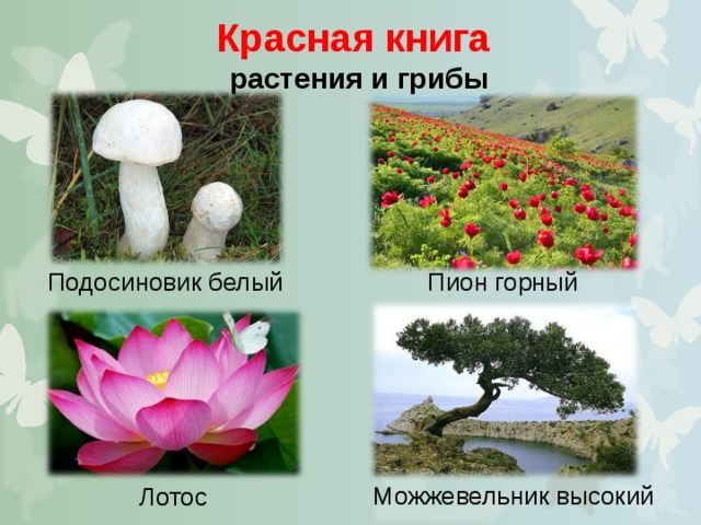 Красная книга растения и грибы Подосиновик белый Пион горный Можжевельник высокий Лотос 