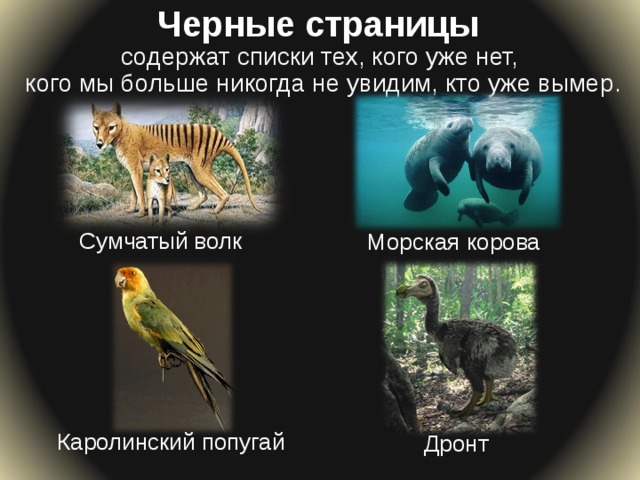 Черные страницы содержат списки тех, кого уже нет, кого мы больше никогда не увидим, кто уже вымер. Сумчатый волк Морская корова Каролинский попугай Дронт 