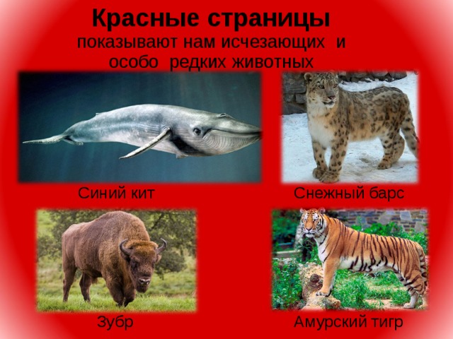  Красные страницы  показывают нам исчезающих и особо редких животных   Снежный барс Синий кит Амурский тигр Зубр 