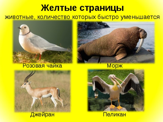 Желтые страницы животные, количество которых быстро уменьшается Морж Розовая чайка Пеликан Джейран 