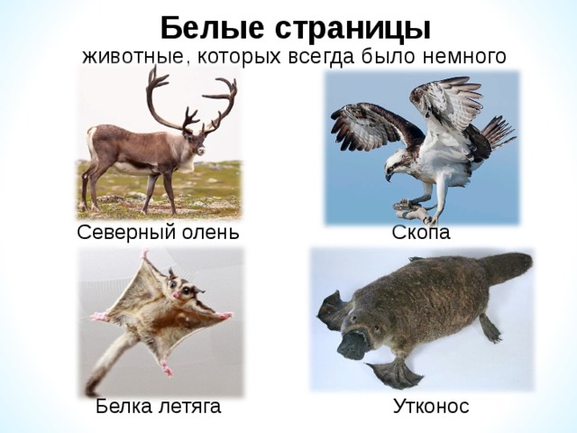Белые страницы животные, которых всегда было немного Скопа Северный олень Белка летяга Утконос 