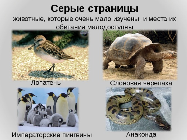 Серые страницы животные, которые очень мало изучены, и места их обитания малодоступны Лопатень Слоновая черепаха Анаконда Императорские пингвины 