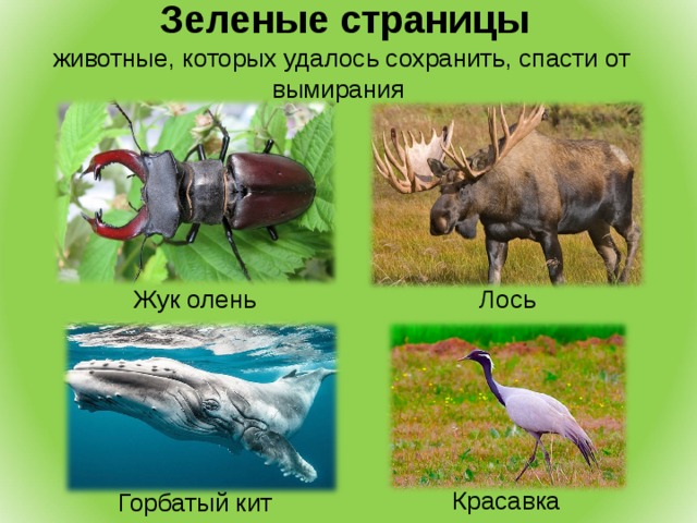  Зеленые страницы животные, которых удалось сохранить, спасти от вымирания Лось Жук олень Красавка Горбатый кит 