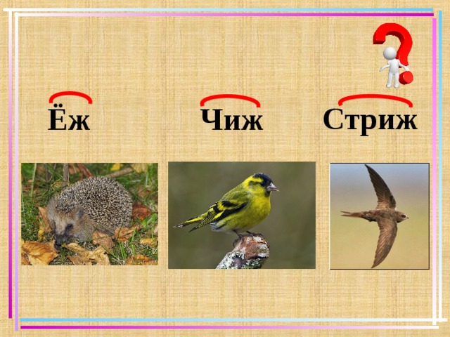 Стриж Ёж Чиж   