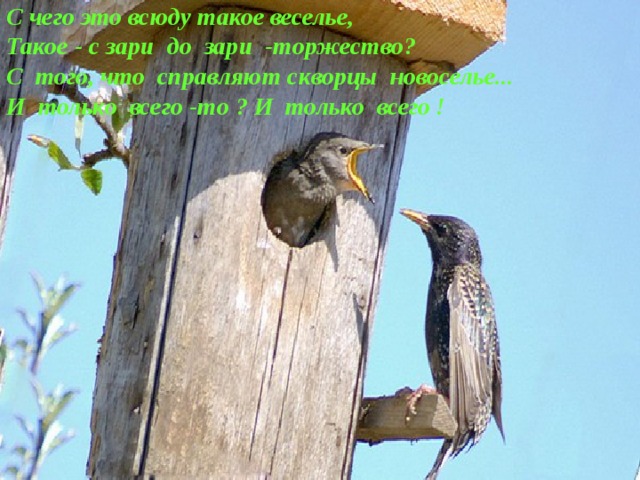 С чего это всюду такое веселье,  Такое - с зари до зари -торжество?  С того, что справляют скворцы новоселье...  И только всего -то ? И только всего ! 