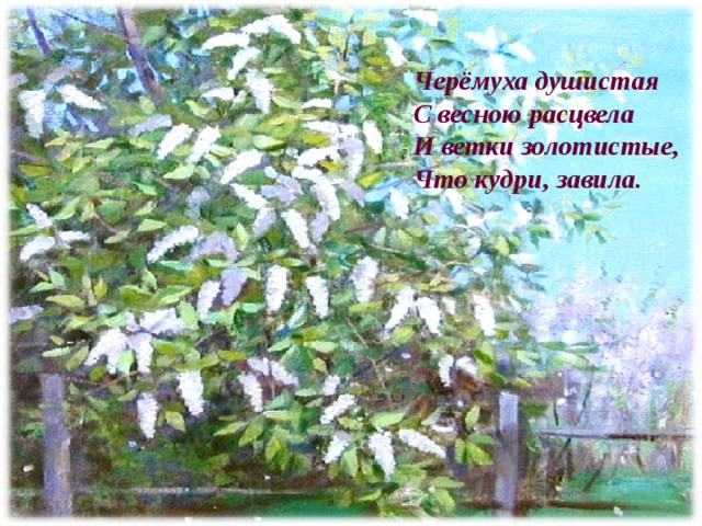 Черёмуха душистая  С весною расцвела  И ветки золотистые,  Что кудри, завила. 