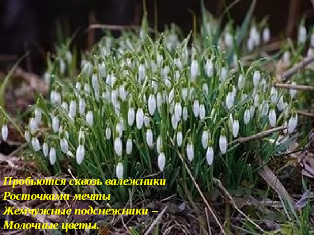 Пробьются сквозь валежники  Росточками мечты  Жемчужные подснежники –  Молочные цветы. 