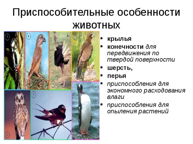 Приспособительные особенности животных крылья конечности  для передвижения по твердой поверхности шерсть, перья приспособления для экономного расходования влаги  приспособления для опыления растений   
