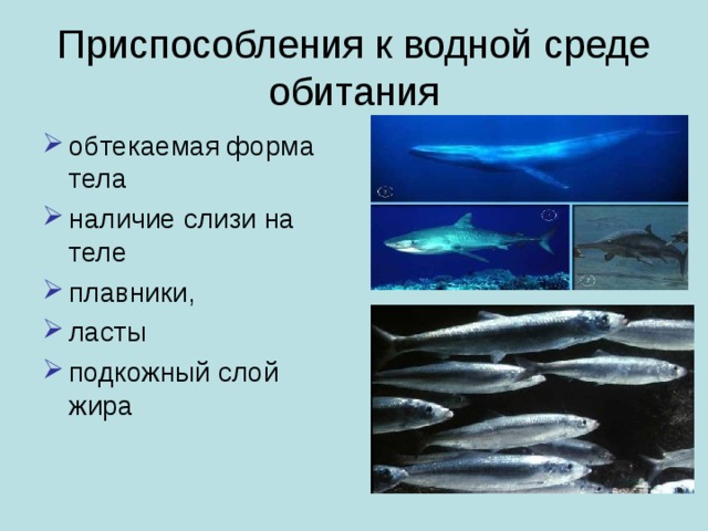 Приспособления к водной среде обитания обтекаемая форма тела наличие слизи на теле плавники, ласты подкожный слой жира  