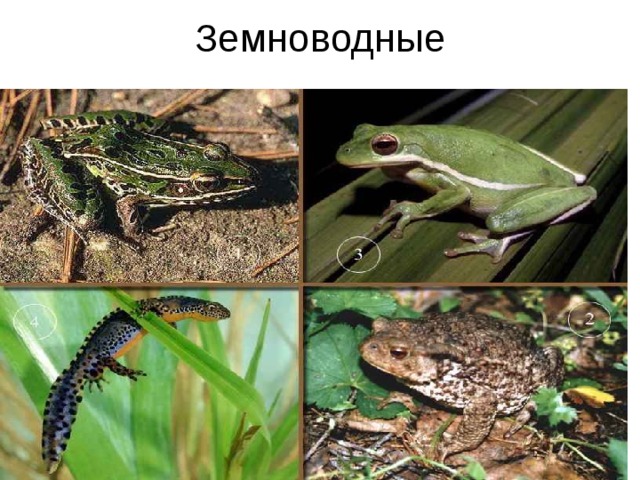 Земноводные  