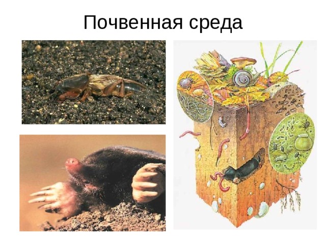 Почвенная среда  