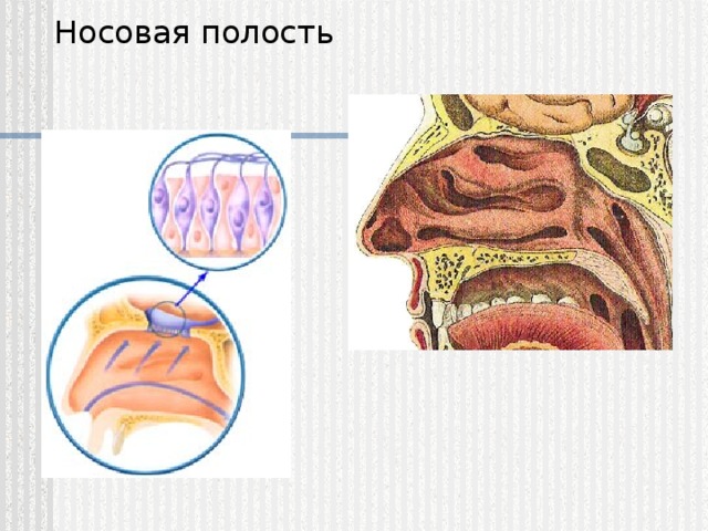 Носовая полость 