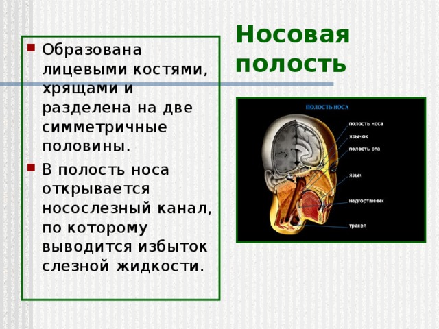 Носовая полость Образована лицевыми костями, хрящами и разделена на две симметричные половины. В полость носа открывается носослезный канал, по которому выводится избыток слезной жидкости. 