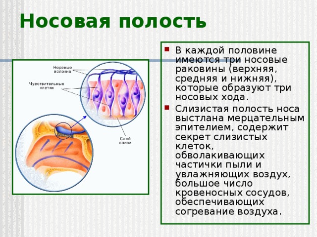 Носовая полость В каждой половине имеются три носовые раковины (верхняя, средняя и нижняя), которые образуют три носовых хода. Слизистая полость носа выстлана мерцательным эпителием, содержит секрет слизистых клеток, обволакивающих частички пыли и увлажняющих воздух, большое число кровеносных сосудов, обеспечивающих согревание воздуха. 