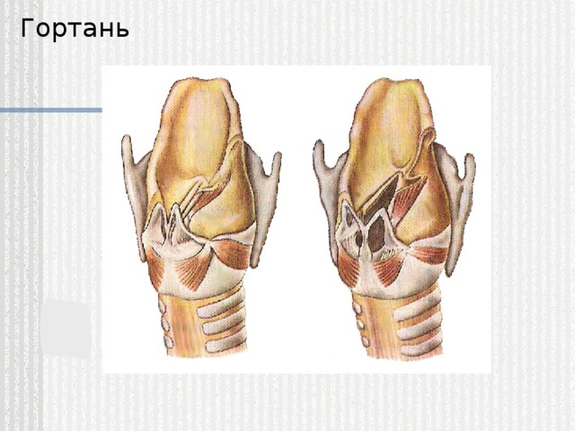 Гортань 