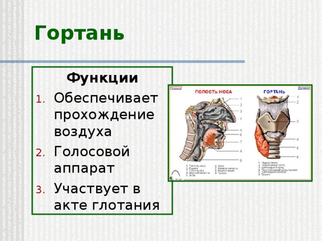 Гортань Функции Обеспечивает прохождение воздуха Голосовой аппарат Участвует в акте глотания 