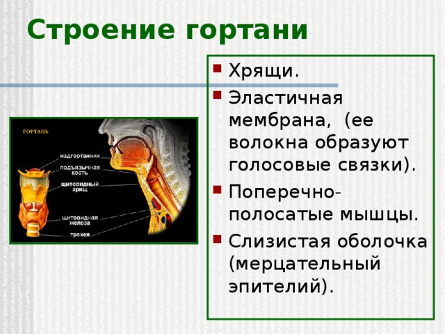 Строение гортани Хрящи. Эластичная мембрана, (ее волокна образуют голосовые связки). Поперечно-полосатые мышцы. Слизистая оболочка (мерцательный эпителий). 