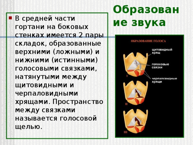 Образование звука В средней части гортани на боковых стенках имеется 2 пары складок, образованные верхними (ложными) и нижними (истинными) голосовыми связками, натянутыми между щитовидными и черпаловидными хрящами. Пространство между связками называется голосовой щелью. 