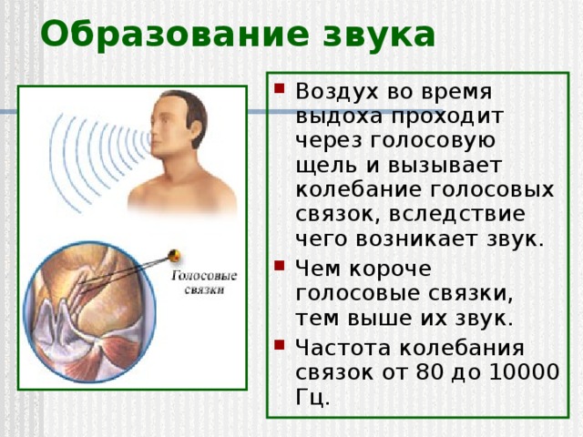 Образование звука Воздух во время выдоха проходит через голосовую щель и вызывает колебание голосовых связок, вследствие чего возникает звук. Чем короче голосовые связки, тем выше их звук. Частота колебания связок от 80 до 10000 Гц. 