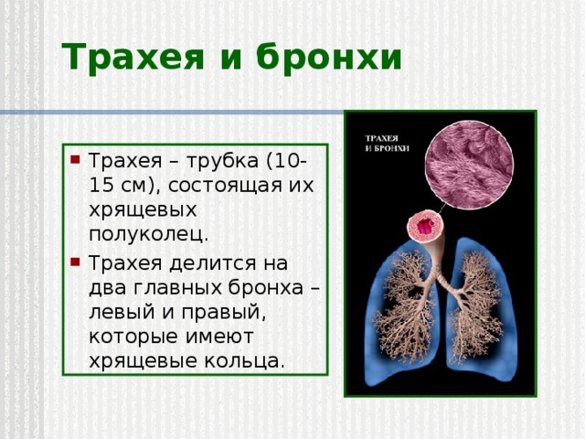 Трахея и бронхи Трахея – трубка (10-15 см), состоящая их хрящевых полуколец. Трахея делится на два главных бронха – левый и правый, которые имеют хрящевые кольца. 