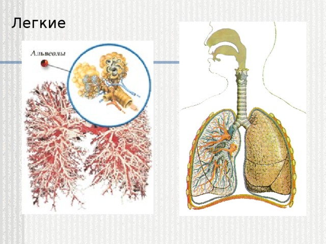 Легкие 