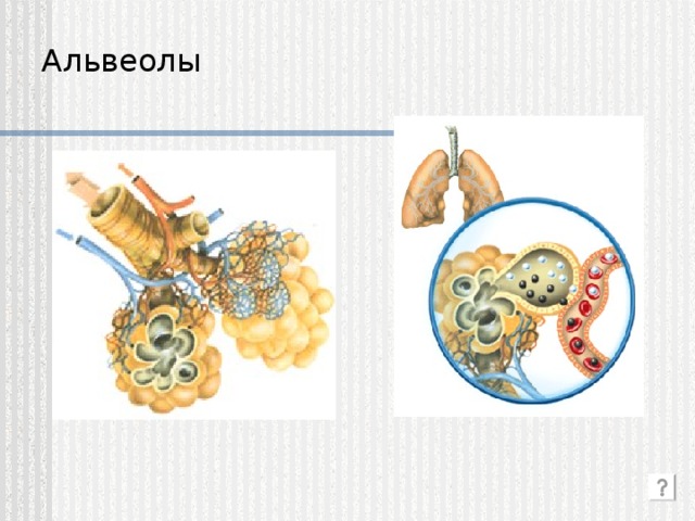 Альвеолы 