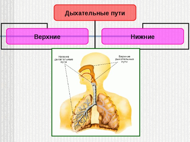 Дыхательные пути Верхние Нижние 