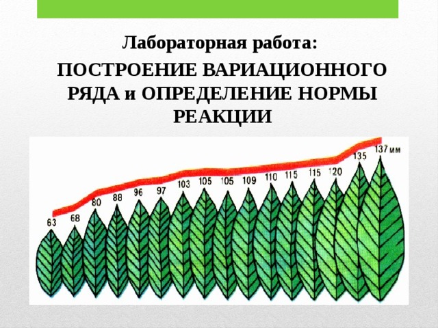 Лабораторная работа: ПОСТРОЕНИЕ ВАРИАЦИОННОГО РЯДА и ОПРЕДЕЛЕНИЕ НОРМЫ РЕАКЦИИ 