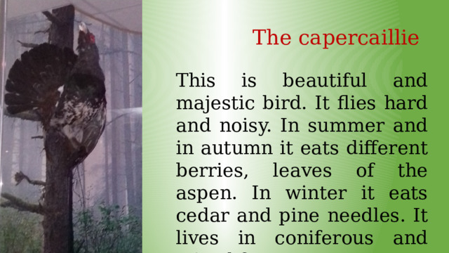 The capercaillie This is beautiful and majestic bird. It flies hard and noisy. In summer and in autumn it eats different berries, leaves of the aspen. In winter it eats cedar and pine needles. It lives in coniferous and mixed forests . 