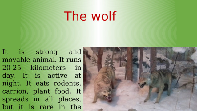 The wolf It is strong and movable animal. It runs 20-25 kilometers in day. It is active at night. It eats rodents, carrion, plant food. It spreads in all places, but it is rare in the South of the European part of Russia.  