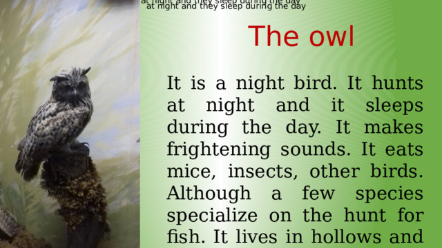 at night and they sleep during the day at night and they sleep during the day The owl It is a night bird. It hunts at night and it sleeps during the day. It makes frightening sounds. It eats mice, insects, other birds. Although a few species specialize on the hunt for fish. It lives in hollows and nests. 