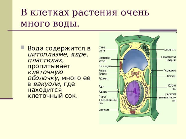 В клетках растения очень много воды. Вода содержится в цитоплазме, ядре, пластидах , пропитывает клеточную оболочку , много ее в вакуоли , где находится клеточный сок.  
