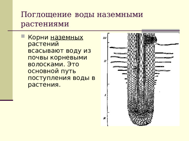 Поглощение  воды наземными растениями Корни наземных растений всасывают воду из почвы корневыми волосками. Это основной путь поступления воды в растения.  