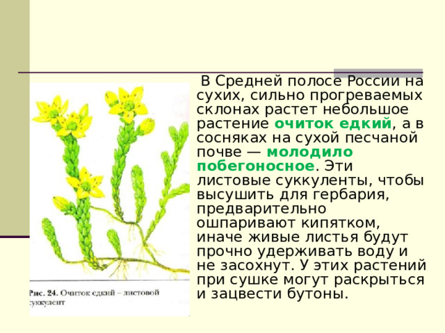  В Средней полосе России на сухих, сильно прогреваемых склонах растет небольшое растение очиток едкий , а в сосняках на сухой песчаной почве — молодило побегоносное . Эти листовые суккуленты, чтобы высушить для гербария, предварительно ошпаривают кипятком, иначе живые листья будут прочно удерживать воду и не засохнут. У этих растений при сушке могут раскрыться и зацвести бутоны. 