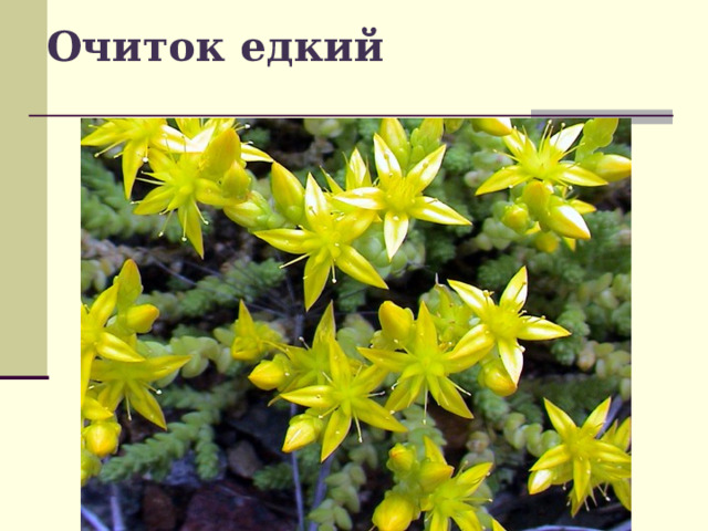 Очиток едкий 
