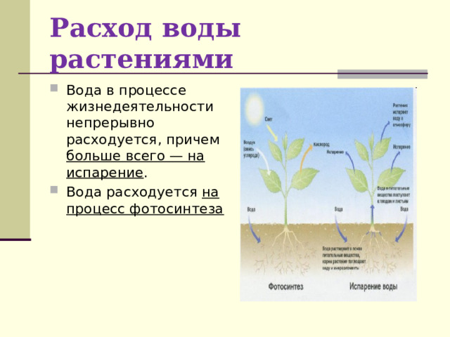Расход воды растениями Вода в процессе жизнедеятельности непрерывно расходуется, причем больше всего — на испарение . Вода расходуется на процесс фотосинтеза 