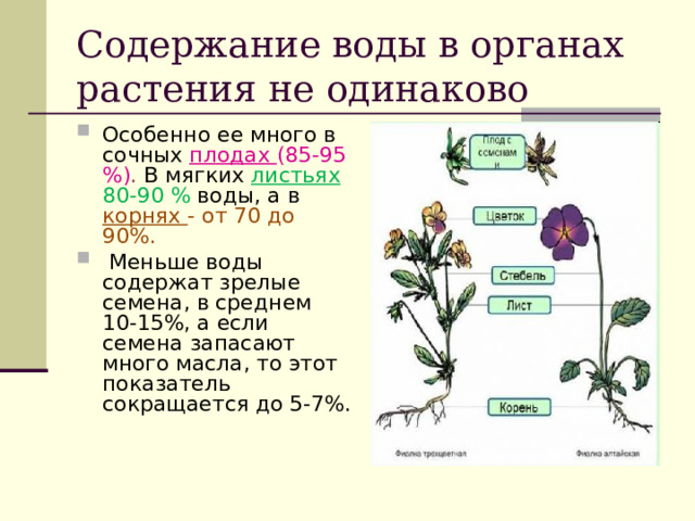 Содержание воды в органах растения не одинаково Особенно ее много в сочных плодах (85-95 %) . В мягких листьях 80-90 % воды, а в корнях - от 70 до 90%.  Меньше воды содержат зрелые семена, в среднем 10-15%, а если семена запасают много масла, то этот показатель сокращается до 5-7%.  