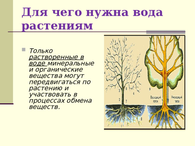 Для чего нужна вода растениям Только растворенные в воде минеральные и органические вещества могут передвигаться по растению и участвовать в процессах обмена веществ.   