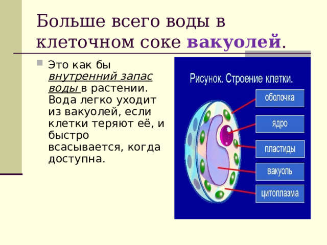 Больше всего воды в клеточном соке вакуолей . Это как бы внутренний запас воды в растении. Вода легко уходит из вакуолей, если клетки теряют её, и быстро всасывается, когда доступна.  